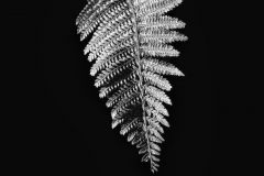 2Q9A433320200508-4