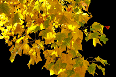 2Q9A4940-3